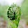 Fiddlehead fern.thumb